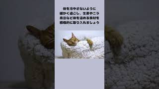 冬は生きる力が減りやすい？冬の季節のオススメ食材について #雑学 #食のひみつ#薬膳 #冬 #shorts