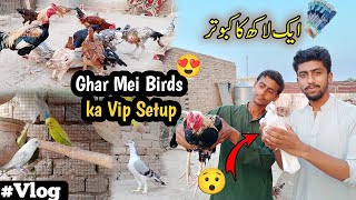 1 Lakh ka kabootar 🕊️😯| Birds Zoo in House | Vlog | Mk vlogster |