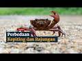 Perbedaan Kepiting dan Rajungan — Video GNFI