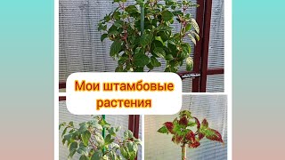 Мои штамбовые растения.