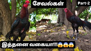 சேவல் கட்டு -பாகம் 2