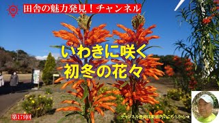 いわきに咲く花｜東北の湘南｜初冬の花々｜サンシャインいわき｜雪がほとんど降らない｜暮らしを楽しむ｜軽々と生きる｜自然の営み｜小さな旅｜ストレス発散｜ささやかな発見｜心の栄養｜癒し｜田舎の頑固おやじ