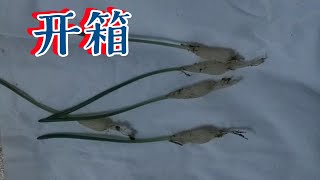 【开箱】蛞蝓弹簧草