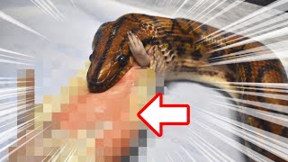 ブラジルレインボーボアの捕食が迫力満点だった！Brazilian rainbow boa