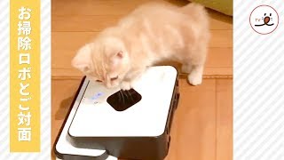 お掃除ロボと子猫の初対面🤖🐱 すると、お掃除ロボが子猫の方に向かってきて…【PECO TV】