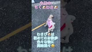 今日のちく🐶わさ🐶 #shorts #可愛い #パグ #犬のいる生活 #パグの飼い方 #犬 #癒し #パグ大好き #pug #ぱぐ #子犬 #パグ子犬#かわいい #かわいい犬 #散歩