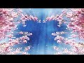 🌸🎶 Cherry Blossom Flowers Spring Frame VJ Loop Video Background for Edits