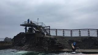 《おたる水族館》トドショー