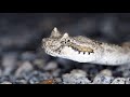 the horned viper snake 🐍 facts தமிழ் கொம்பு விரியன் பாம்பு🐍 உண்மைகள்