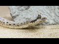 the horned viper snake 🐍 facts தமிழ் கொம்பு விரியன் பாம்பு🐍 உண்மைகள்