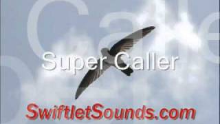 Swiftlet Sound - Super Caller External Sound