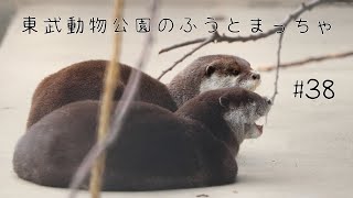 東武動物公園のコツメカワウソふうとまっちゃ#38