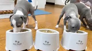 【イタグレ】子犬がご飯を食べるだけの動画🐕【生後50日】