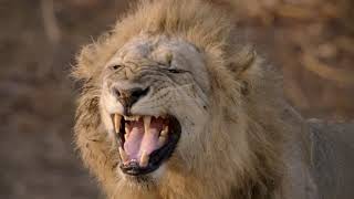 Wild Life - Lion Pride Documentary 2020 Full HD 1080p