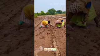 விதைத்தவன்#தூங்கலாம் விதைகள்#தூங்காது 🌱🌱🧅