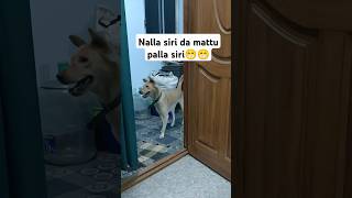 Poda appaala🤣 fun irukku!#tamil #comedy #trickster #doglover #pets #music #trending#song #funny #fun