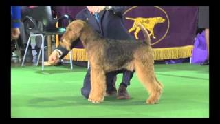 Airedales Westminster 2016