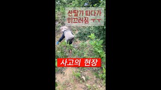 산딸기 따기#산딸기 #산딸기수확