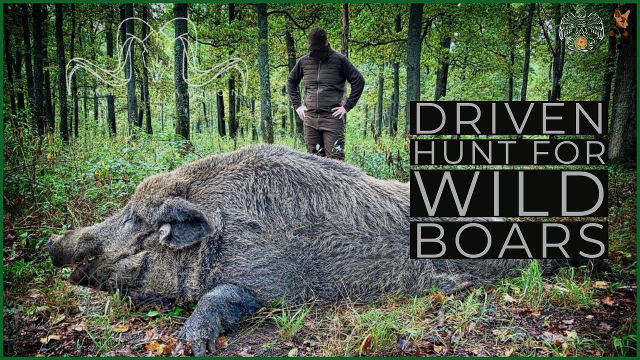 Driven Hunt For Wild Boars - Geartester