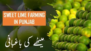 SWEET LIME FARMING|میٹھا کی باغبانی