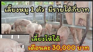 เลี้ยงหมู 1 ตัว ได้กำไรกี่บาท เลี้ยงหมูให้มีรายได้เดือนละ 30,000 บาท/แนะนำวิธีลดต้นทุนการเลี้ยงหมู