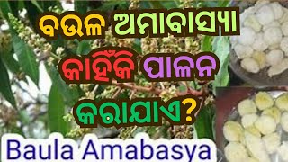 Baula Amabasya - ବଉଳ ଅମାବାସ୍ୟା କାହିଁକି ପାଳନ କରାଯାଏ? #Baulaamabasya #odia #vrat