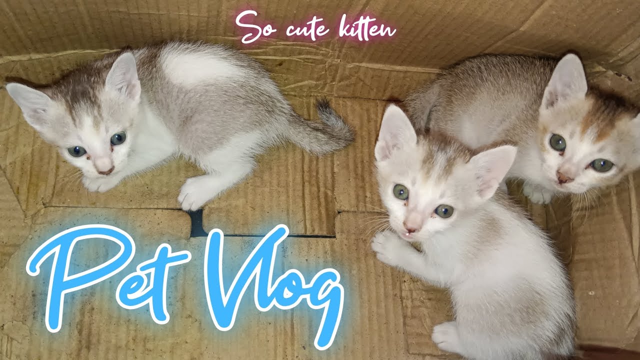 Pet Vlog Wait For End рџђ рџђ рџђђрџђјрџђ рџђґрџђ рџ рџњєрџґђ Youtube