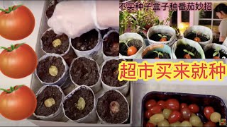 番茄育苗，省钱又环保， grow tomatoes,，DIY种植纸盒子，两周长出健壮小苗