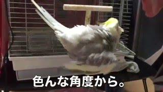 芸人とオカメインコ（10）霧吹きで水浴びをさせる。