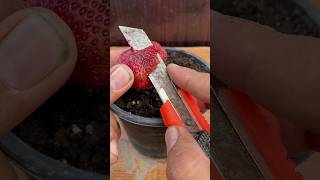 How to grow Strawberry#shorts #strawberry #youtubeshorts #youtube #ytshorts #plants #garden