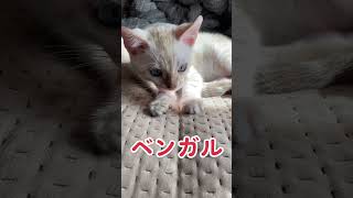 【猫動画】ベンガル　生後3ヶ月半と4歳　ホワイトベンガル　子猫　ねこ　#cat #bengalcat