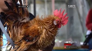 Kontes Adu Cantik Ayam Kate - NET YOGYA