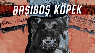 Başıboş Köpek Sorunu - Belgesel