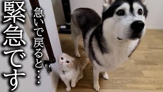 外出中に警報がなったので急いで家に引き返したら猫と犬が...