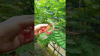 രാജമല്ലി🌼flowers#short#rajamal...