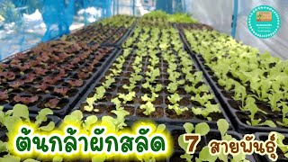 ต้นกล้าผักสลัด 7 สายพันธุ์ | ต้นกล้ากรีนโอ๊ค กรีนคอส บัตเตอร์เฮด เรด-กรีนคอรัล เรดปัตตาเวีย เรดคอส