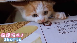 段ボールから出てきた可愛い子猫【保護猫ポノShorts #83】