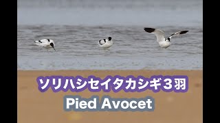 【珍しい鳥】ソリハシセイタカシギ３羽 PIED AVOCETS Wild Birds 4K