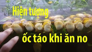 Vlog 18: Hiện tượng ốc táo khi được ăn no [KEN Vlogs]