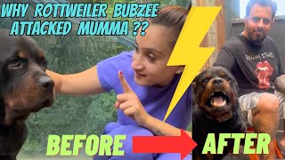 Rottweiler Bubzee Ne Aaj Achaanak Pyaar Karte Karte Kar Diya Mumma Pe Attack: Why Bubzee Attacked?