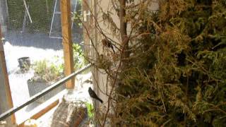 Maskergoudvink, Maskengimpel, Grey-headed Bullfinch, Pyrrhula erythaca.