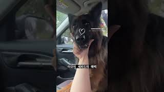 #저먼셰퍼드 #대형견키우기 #셰퍼드 #대형견 #germanshepherd #shepherd #대형견산책