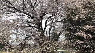 【桜川市】櫻川磯部稲村神社の山桜