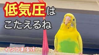 低気圧の日はインコにもこたえるね〜胃腸炎治療中のちゃぴの経過〜　【セキセイインコ】　Budgerigar.