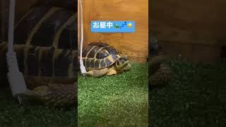 2023年1月23日のからあげ🐢💤☀️#shorts #リクガメ #ペット