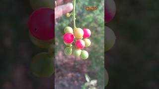 இது என்ன பழம் தெரியுமா?🍒😍.  #இச்சைநிறம். #villagelife #fruit #garden