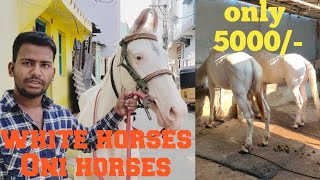 nukre ghode ghodiya in Hyderabad | poni horse baby horses in Hyderabad