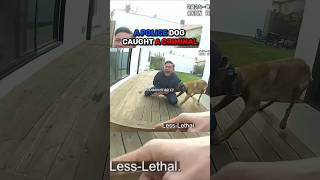 A Police Dog Caught a Criminal #usa #police