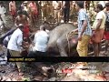 wild elephant found shot dead in kannur aralam farm fir 29 oct 2016