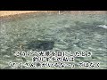 手ぶらでニジマス釣り 神奈川長井海の手公園 trout fishing mancing mania japan